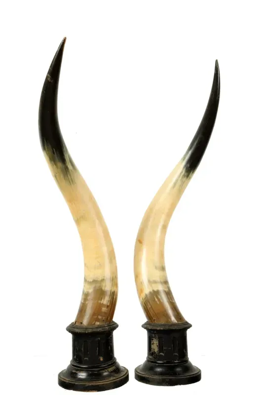 Ox Horn Pairs