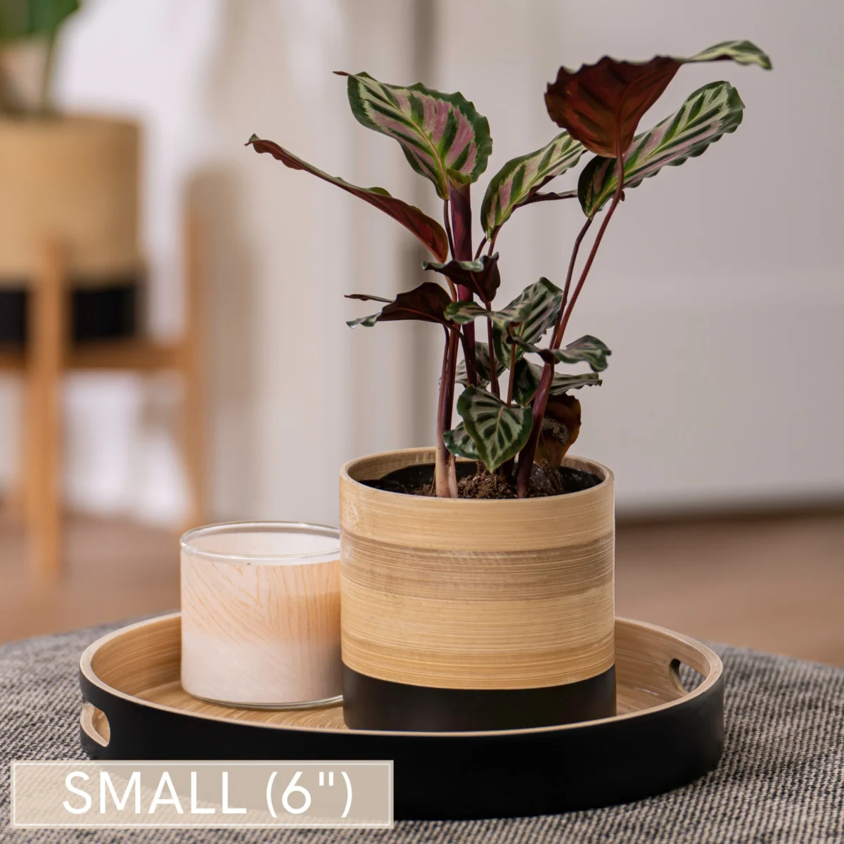 Wooden Modern Plant